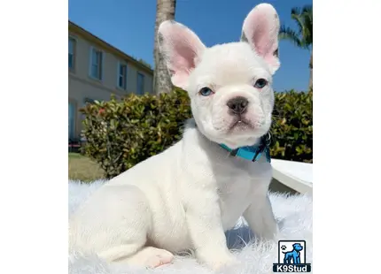 a white french bulldog dog sitting on a white surface outside